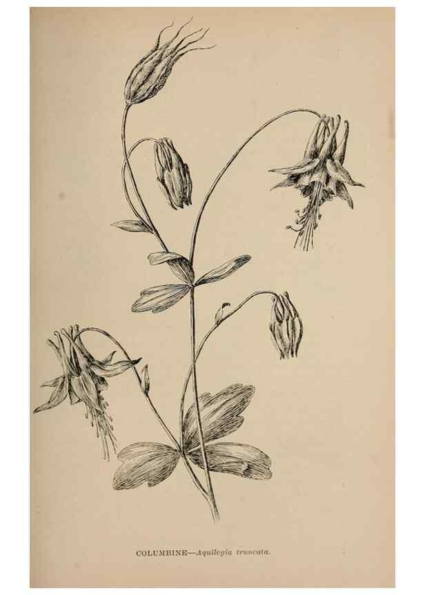 Reproducción/Reproduction 7176885420: The wild flowers of California;. San Francisco,Payot, Upham, & company,1902.