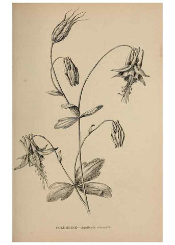Reproducción/Reproduction 7176885420: The wild flowers of California;. San Francisco,Payot, Upham, & company,1902.