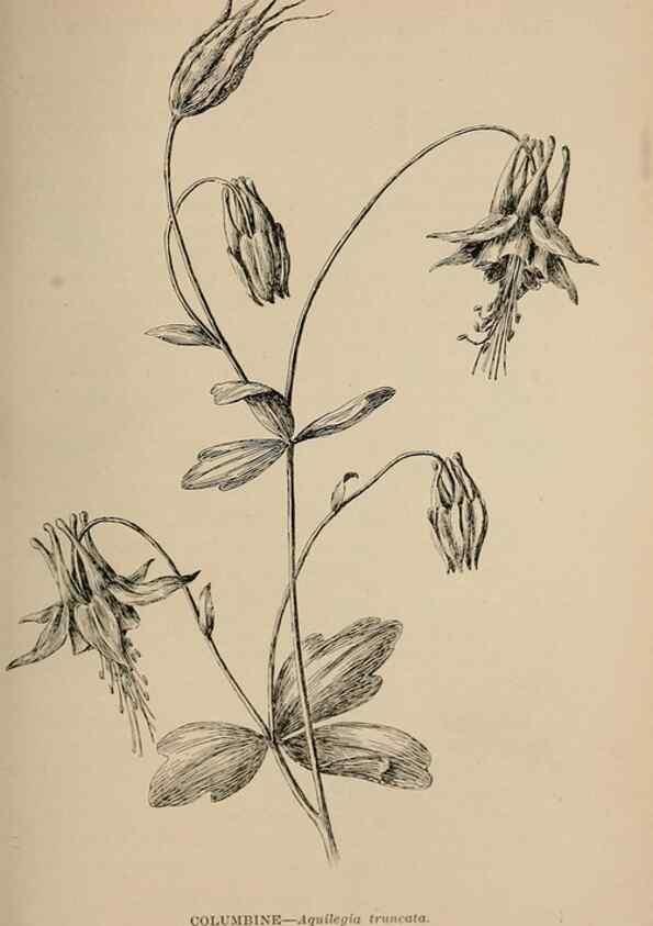 Reproducción/Reproduction 7176885420: The wild flowers of California;. San Francisco,Payot, Upham, & company,1902.