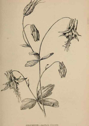 Reproducción/Reproduction 7176885420: The wild flowers of California;. San Francisco,Payot, Upham, & company,1902.