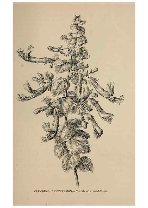 Reproducción/Reproduction 7176887830: The wild flowers of California;. San Francisco,Payot, Upham, & company,1902.
