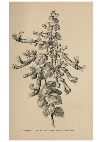 Reproducción/Reproduction 7176887830: The wild flowers of California;. San Francisco,Payot, Upham, & company,1902.