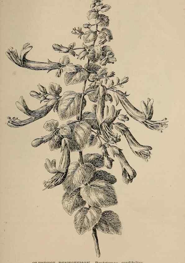 Reproducción/Reproduction 7176887830: The wild flowers of California;. San Francisco,Payot, Upham, & company,1902.