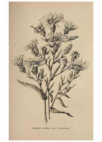 Reproducción/Reproduction 7176874322: The wild flowers of California;. San Francisco,Payot, Upham, & company,1902.