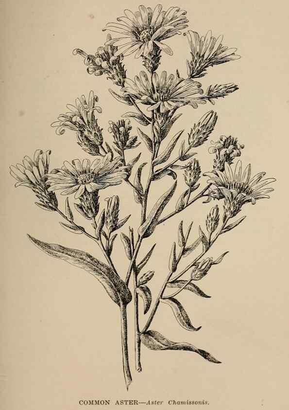 Reproducción/Reproduction 7176874322: The wild flowers of California;. San Francisco,Payot, Upham, & company,1902.