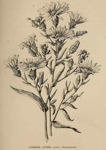 Reproducción/Reproduction 7176874322: The wild flowers of California;. San Francisco,Payot, Upham, & company,1902.