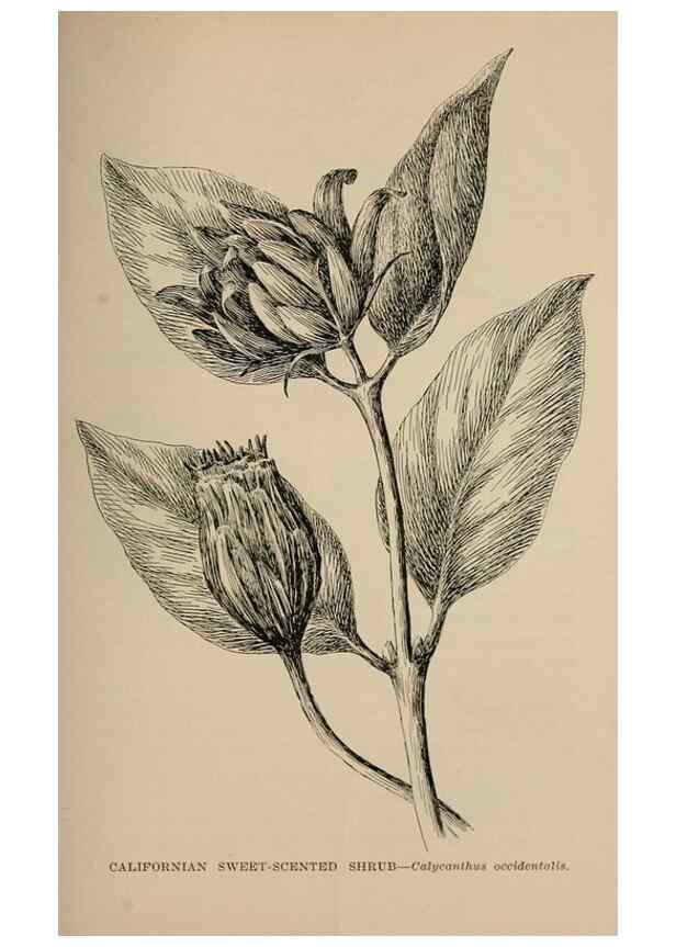 Reproducción/Reproduction 7176889446: The wild flowers of California;. San Francisco,Payot, Upham, & company,1902.