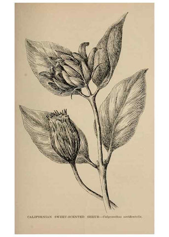 Reproducción/Reproduction 7176889446: The wild flowers of California;. San Francisco,Payot, Upham, & company,1902.