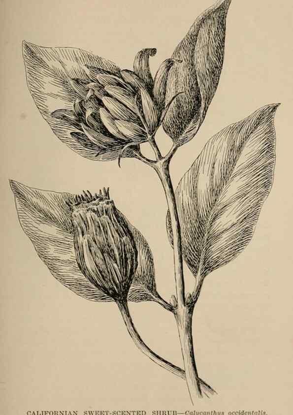 Reproducción/Reproduction 7176889446: The wild flowers of California;. San Francisco,Payot, Upham, & company,1902.
