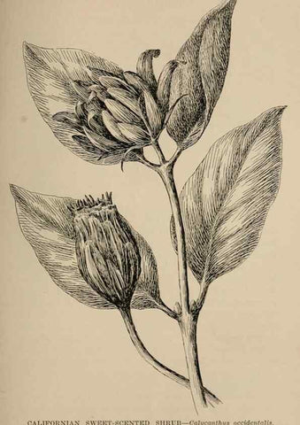 Reproducción/Reproduction 7176889446: The wild flowers of California;. San Francisco,Payot, Upham, & company,1902.