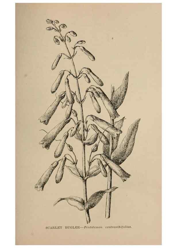 Reproducción/Reproduction 7176892248: The wild flowers of California;. San Francisco,Payot, Upham, & company,1902.