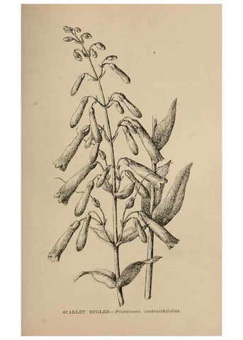 Reproducción/Reproduction 7176892248: The wild flowers of California;. San Francisco,Payot, Upham, & company,1902.
