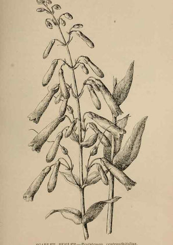 Reproducción/Reproduction 7176892248: The wild flowers of California;. San Francisco,Payot, Upham, & company,1902.