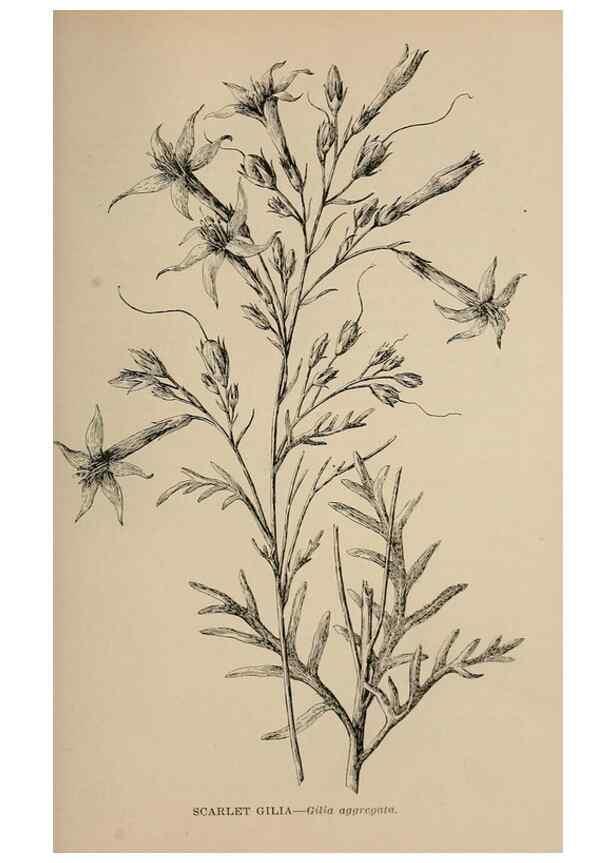 Reproducción/Reproduction 7176893920: The wild flowers of California;. San Francisco,Payot, Upham, & company,1902.