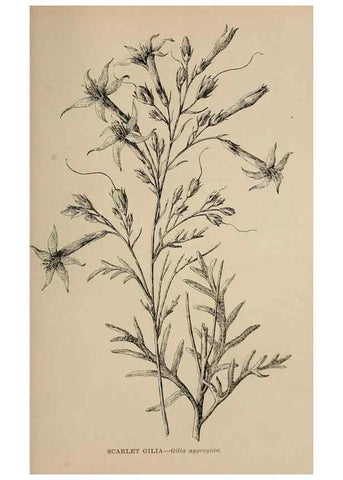 Reproducción/Reproduction 7176893920: The wild flowers of California;. San Francisco,Payot, Upham, & company,1902.
