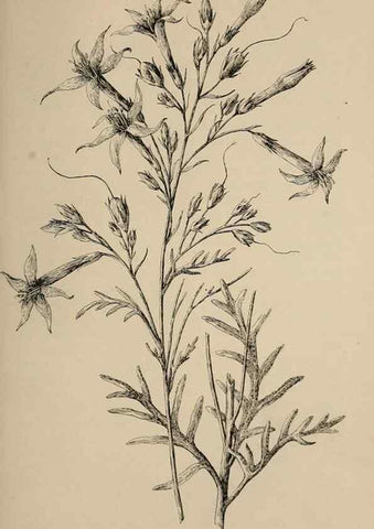 Reproducción/Reproduction 7176893920: The wild flowers of California;. San Francisco,Payot, Upham, & company,1902.