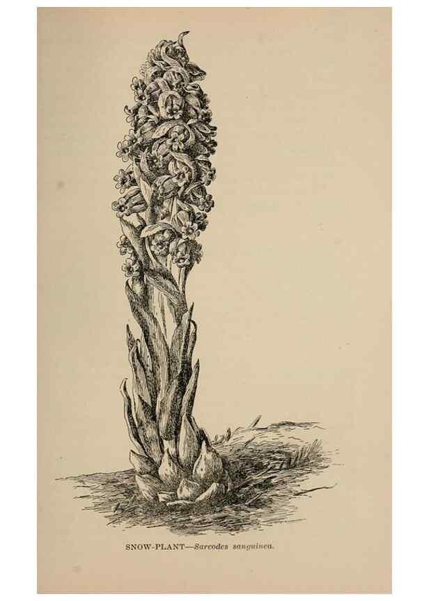 Reproducción/Reproduction 7176895238: The wild flowers of California;. San Francisco,Payot, Upham, & company,1902.
