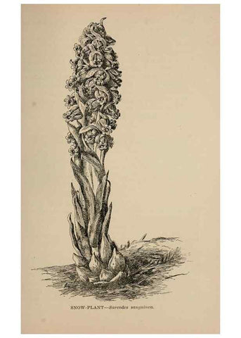 Reproducción/Reproduction 7176895238: The wild flowers of California;. San Francisco,Payot, Upham, & company,1902.