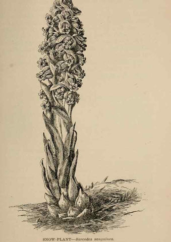Reproducción/Reproduction 7176895238: The wild flowers of California;. San Francisco,Payot, Upham, & company,1902.