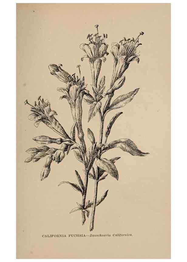 Reproducción/Reproduction 7176896818: The wild flowers of California;. San Francisco,Payot, Upham, & company,1902.