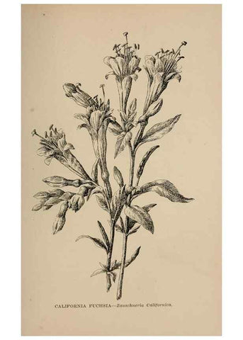 Reproducción/Reproduction 7176896818: The wild flowers of California;. San Francisco,Payot, Upham, & company,1902.