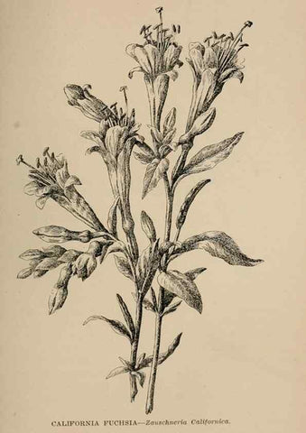 Reproducción/Reproduction 7176896818: The wild flowers of California;. San Francisco,Payot, Upham, & company,1902.