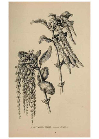 Reproducción/Reproduction 7176898520: The wild flowers of California;. San Francisco,Payot, Upham, & company,1902.