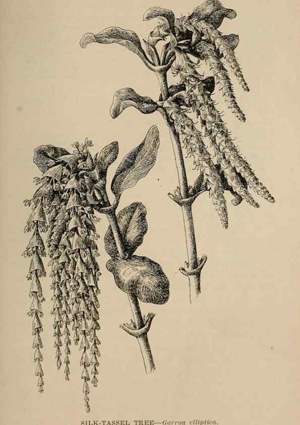 Reproducción/Reproduction 7176898520: The wild flowers of California;. San Francisco,Payot, Upham, & company,1902.