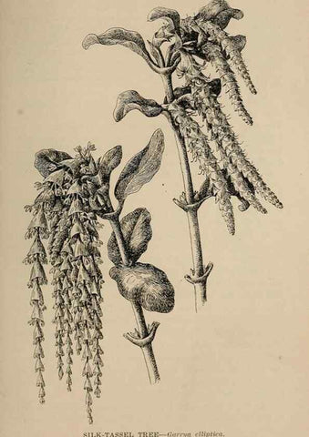 Reproducción/Reproduction 7176898520: The wild flowers of California;. San Francisco,Payot, Upham, & company,1902.