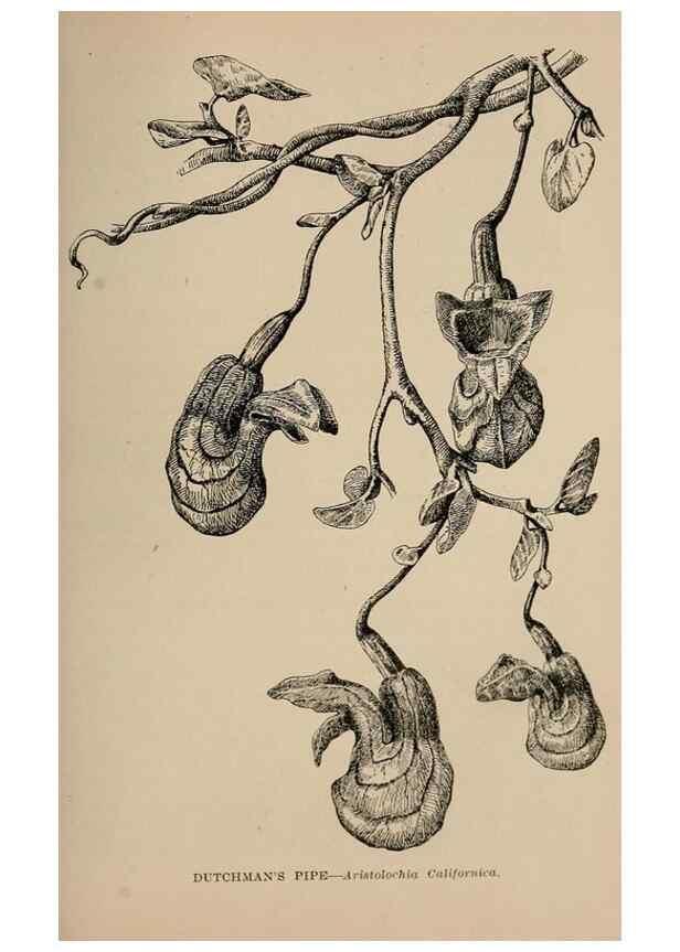 Reproducción/Reproduction 7176900352: The wild flowers of California;. San Francisco,Payot, Upham, & company,1902.