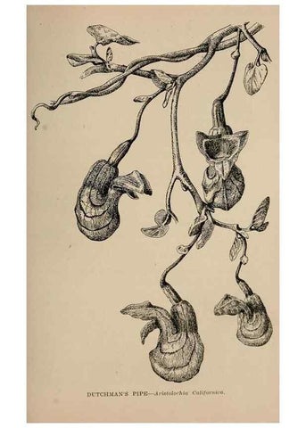 Reproducción/Reproduction 7176900352: The wild flowers of California;. San Francisco,Payot, Upham, & company,1902.