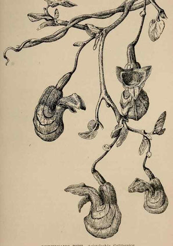 Reproducción/Reproduction 7176900352: The wild flowers of California;. San Francisco,Payot, Upham, & company,1902.