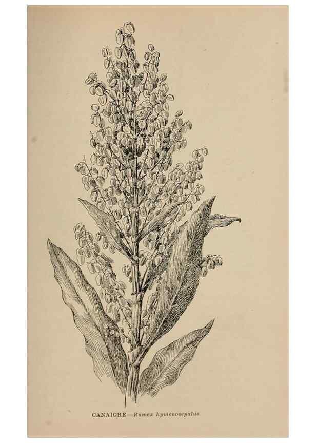 Reproducción/Reproduction 7176902244: The wild flowers of California;. San Francisco,Payot, Upham, & company,1902.