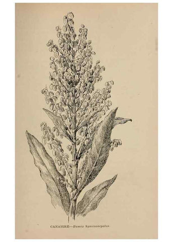 Reproducción/Reproduction 7176902244: The wild flowers of California;. San Francisco,Payot, Upham, & company,1902.