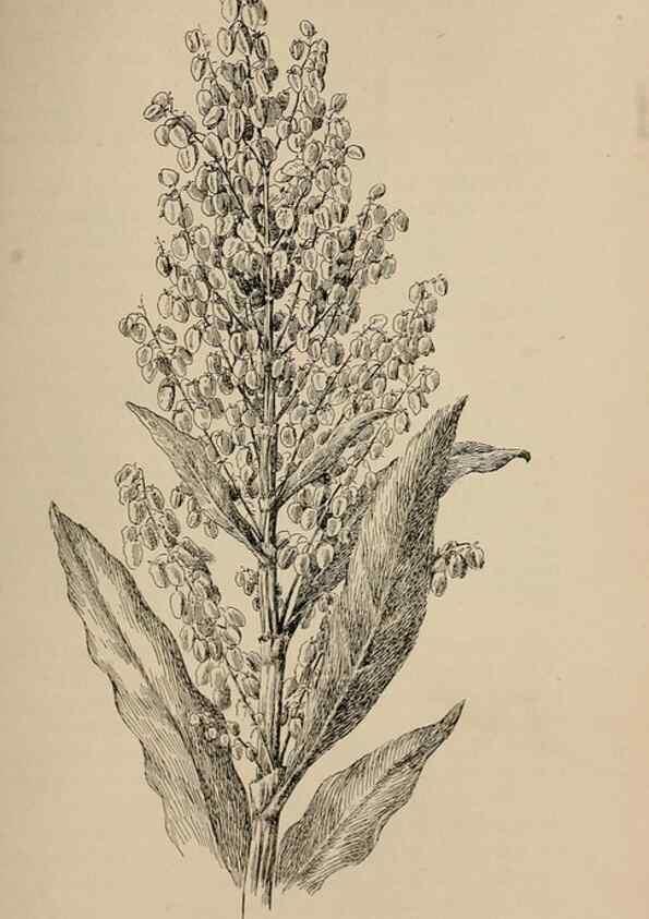Reproducción/Reproduction 7176902244: The wild flowers of California;. San Francisco,Payot, Upham, & company,1902.