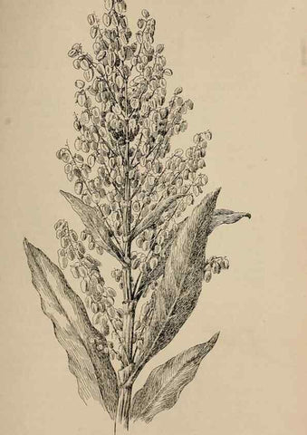 Reproducción/Reproduction 7176902244: The wild flowers of California;. San Francisco,Payot, Upham, & company,1902.