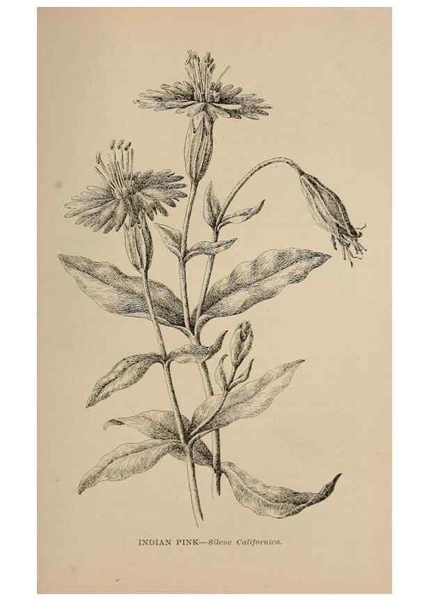 Reproducción/Reproduction 7176891006: The wild flowers of California;. San Francisco,Payot, Upham, & company,1902.