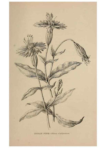Reproducción/Reproduction 7176891006: The wild flowers of California;. San Francisco,Payot, Upham, & company,1902.