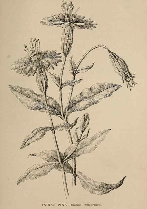 Reproducción/Reproduction 7176891006: The wild flowers of California;. San Francisco,Payot, Upham, & company,1902.