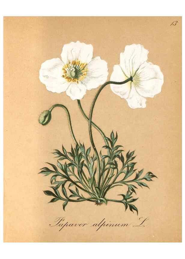 Reproducción/Reproduction 7215938494: Die Alpenpflanzen nach der Natur gemalt /. Prag :F. Tempsky,1879-1884.