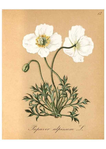 Reproducción/Reproduction 7215938494: Die Alpenpflanzen nach der Natur gemalt /. Prag :F. Tempsky,1879-1884.