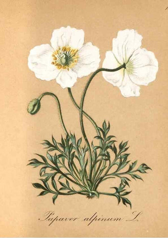 Reproducción/Reproduction 7215938494: Die Alpenpflanzen nach der Natur gemalt /. Prag :F. Tempsky,1879-1884.