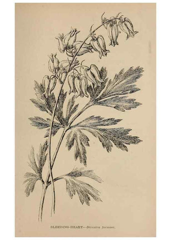 Reproducción/Reproduction 7176814144: The wild flowers of California;. San Francisco,Payot, Upham, & company,1902.