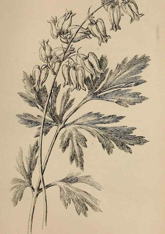 Reproducción/Reproduction 7176814144: The wild flowers of California;. San Francisco,Payot, Upham, & company,1902.