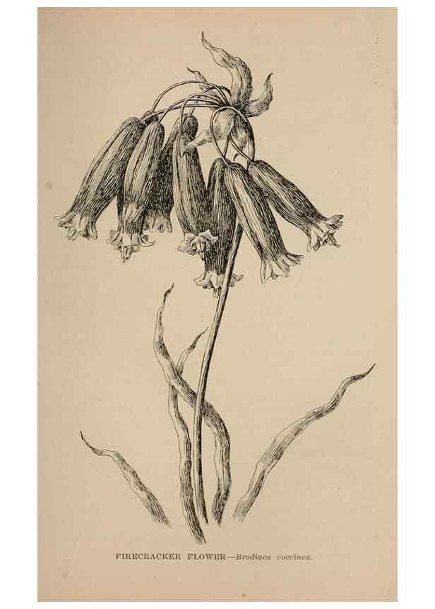 Reproducción/Reproduction 7176811132: The wild flowers of California;. San Francisco,Payot, Upham, & company,1902.