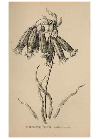 Reproducción/Reproduction 7176811132: The wild flowers of California;. San Francisco,Payot, Upham, & company,1902.