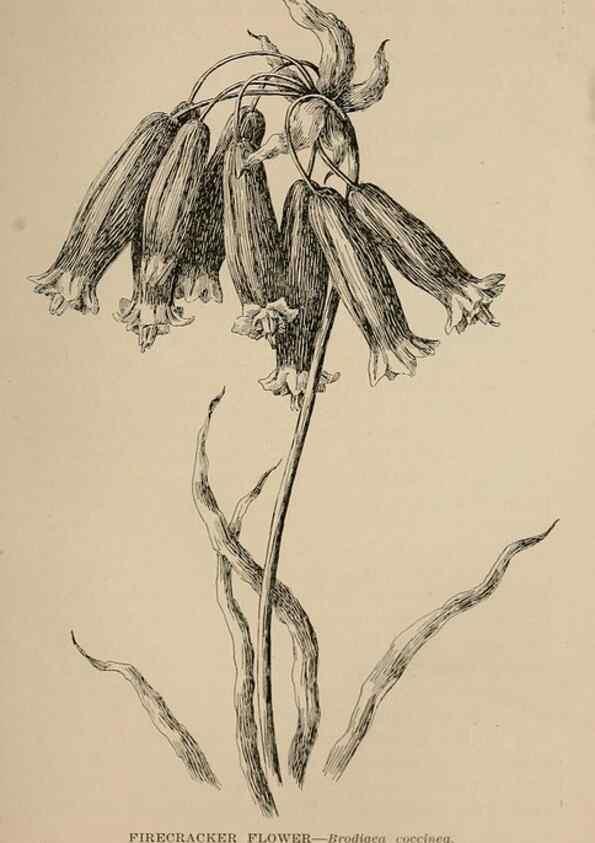 Reproducción/Reproduction 7176811132: The wild flowers of California;. San Francisco,Payot, Upham, & company,1902.