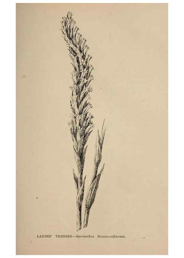 Reproducción/Reproduction 7176729246: The wild flowers of California;. San Francisco,Payot, Upham, & company,1902.