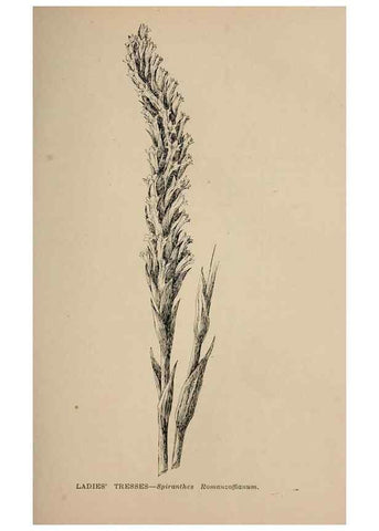 Reproducción/Reproduction 7176729246: The wild flowers of California;. San Francisco,Payot, Upham, & company,1902.