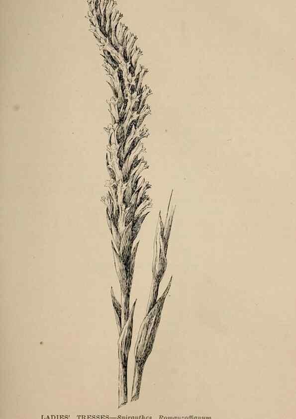 Reproducción/Reproduction 7176729246: The wild flowers of California;. San Francisco,Payot, Upham, & company,1902.